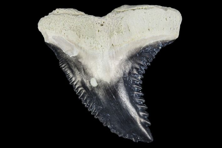Fossil Shark Tooth (Hemipristis) - Bone Valley, Florida #113854